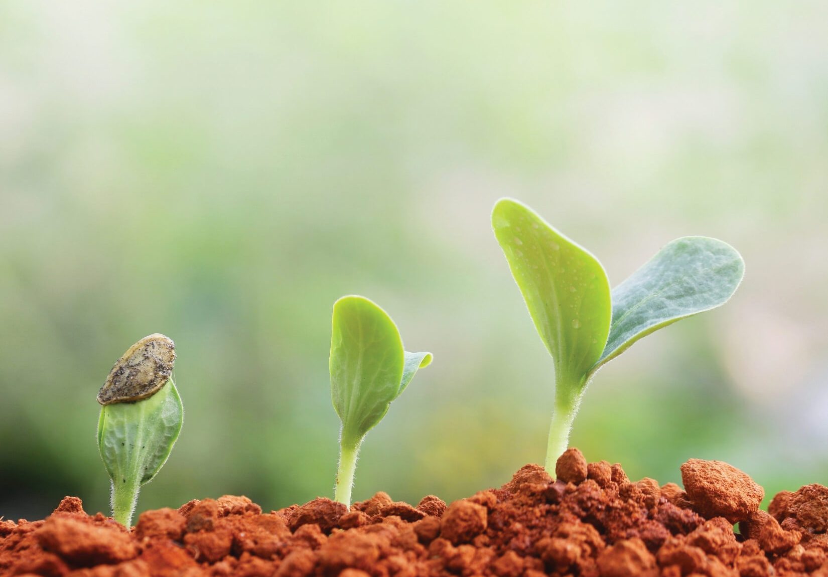 Seedlings at various stages of growth