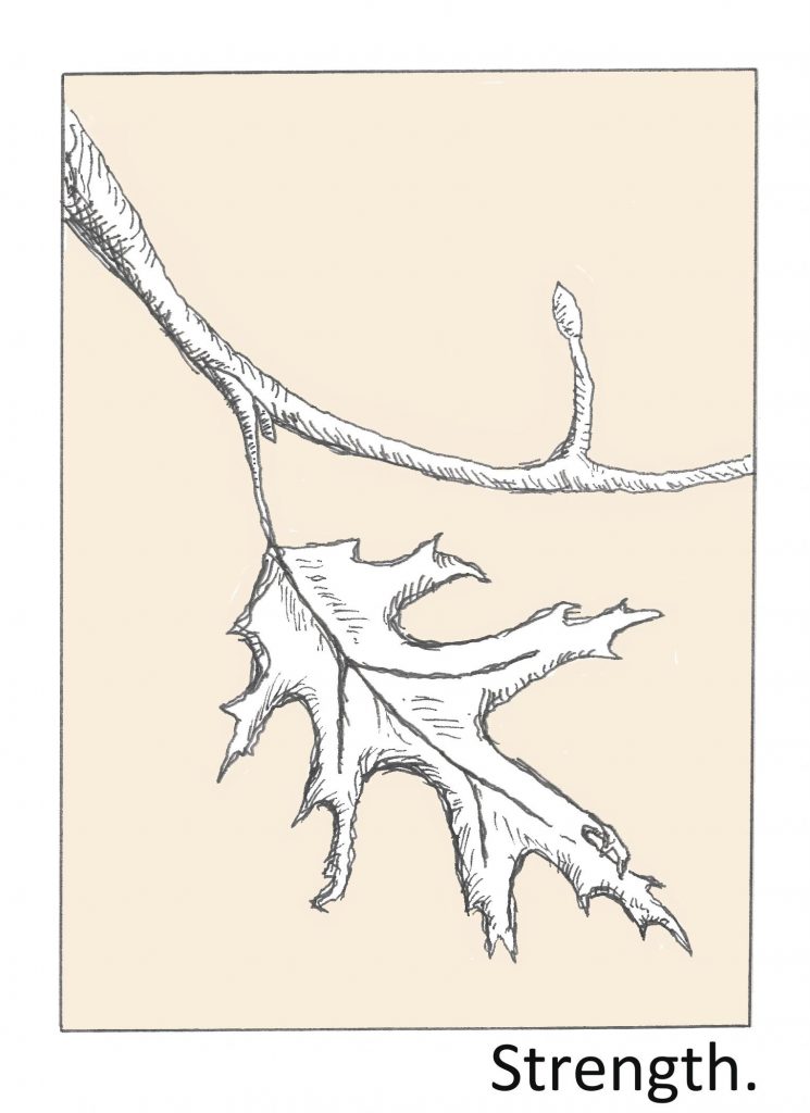 Illustration of a single leaf on a tree branch